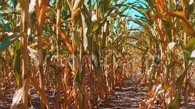 有机玉米田干熟玉米的农业。 概念生活方式玉米收获天然产品农业